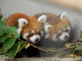 可愛いレッサーパンダの赤ちゃん(ｱﾔﾒ･ｽﾐﾚ･ｸﾙﾐ･ﾐｶﾝちゃん）たち*＾＾*～徳山動物園（山口県周南市）～