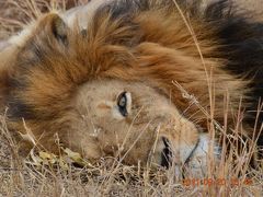 南部アフリカ3カ国周遊旅行⑤～クルーガー私営動物保護区編～