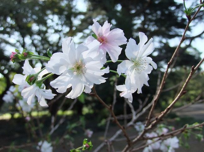 9月に見るさくら 新宿御苑 十月桜 新宿 東京 の旅行記 ブログ By Yo Haiさん フォートラベル