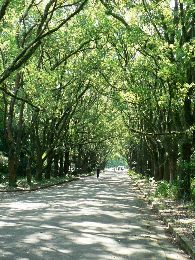 京都府立植物園は日本で最初の公立植物園で１９２４年1月1日に開園している。１９４６年から１９６１年まで連合国軍に接収され閉園されたが、１９６１年に再開している。<br />園内には面積２４ヘクタールの広大な敷地に約１２０００種類、約１２万本の植物が植えられており四季の花が見られる花壇、洋風庭園、熱帯植物を集めた温室、半木（なからぎ）の森と呼ばれる自然に近い森を利用した生態植物園などバラエティに富んでいる。<br />開園当初に植えられたクスノキの並木は樹齢１００年といわれ、川端康成の『古都』にも登場している自然遺産といってよいほどのものだ。植物園のシンボルロードは正門までの約２５０ｍの道路を挟んでケヤキが配植されている。<br />園内には針葉樹林や、もみじの森、日本の自然が再現されている「日本の森」、１００種類に及ぶ竹笹園、植物生態圏、シャクヤク園、カキツバタ園、アジサイ園、ハナショウブ園、バラ園、ツバキ園、沈床花壇、洋風庭園、宿根草・有用植物園、盆栽・鉢物展示場、日本で最大級の観覧温室（４５００種）、上賀茂神社の末社、半木(なからぎ)神社の社が残されているなからぎの森・半木神社、こどもを対象とした遊戯施設「未来くん広場」、自然についての絵本などがある「こども文庫　きのこの家」などがあり、さすがに日本で最初の公立植物園だけあって１日では見学しきれないほど充実した植物園だ。<br />また公的証明を提示すれば６０歳以上の人は入園料・温室観覧料とも無料というのも嬉しい植物園だ。<br />（写真は川端康成の『古都』にも登場しているクスノキの並木）<br />