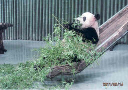 上海の虹橋・動物園・パンダ