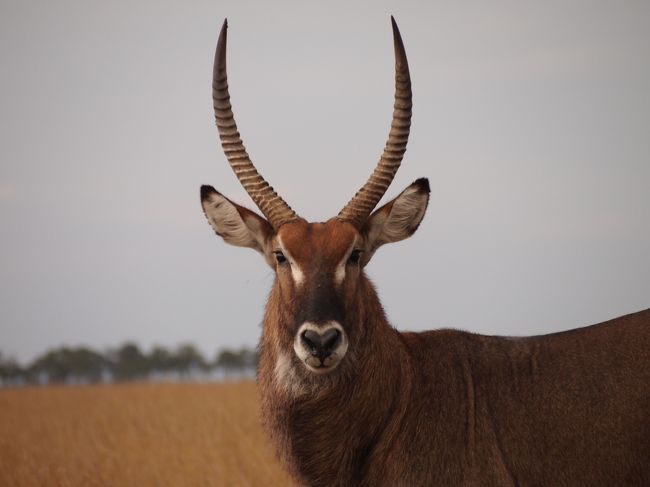 11ケニア旅no ５マサイマラの草食系動物 マサイマラ国立保護区周辺 ケニア の旅行記 ブログ By Pundamiliaさん フォートラベル