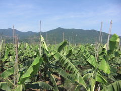 福建周遊（４）[ｼ章]州――バナナ園と南山寺