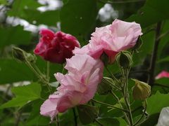 京都山科の酔芙蓉の寺 大乗寺