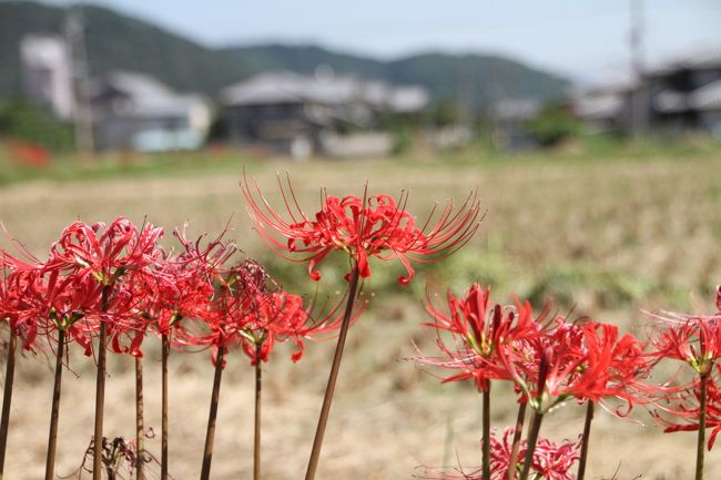 羽田を飛び立つ時は、曇り空。<br />京都に着くと秋晴れの快晴。<br />自転車が４００円でレンタルしていたので<br />嵐山・嵯峨野・清滝・大沢池などを<br />秋を探してサイクリング。<br />