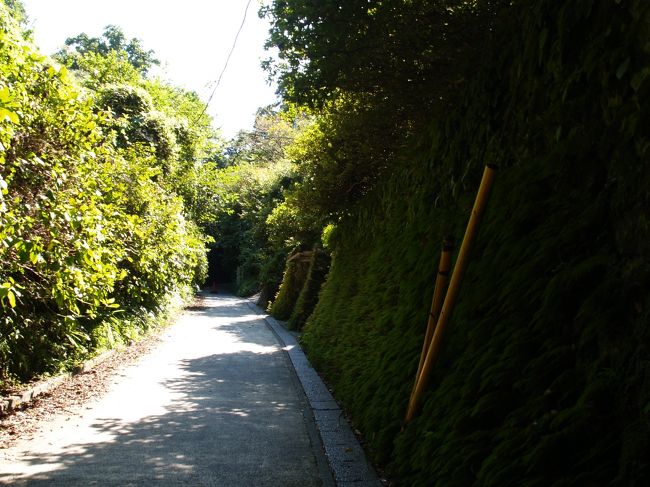 鎌倉市山ノ内と扇が谷3を結ぶ舗装道路が亀ヶ谷坂切通である。車両通行止の坂道であるが、バイクは通行しているのを見かける。切通が狭くて深いためにしばしば落石があるようだ。しかし、やぐらもほとんど見られず、鎌倉時代に造られた切通らしさは感じられない。亀ヶ谷坂切通は昭和44年(1969年)6月に国の史跡に指定されており、坂の上に史跡碑がある。<br /> 亀ヶ谷坂切通は鎌倉七口として江戸時代初期に出てくるが、鎌倉時代にこの位置に道があった確実な証拠はないようだ。切通が出来る前は山道があったはずで、霊梅社があるところから入る谷戸も今だ空き地が広がっているが、この奥からも山道があるのであろう。コートハウスが建っているところが勝因寺跡であろうか。寺から裏山に入る山道もあっただろう。勝因寺は勝縁寺ヶ谷にあったというが、コートハウスが建っている地に納まらなければ、霊梅社があるところから入る谷戸にも寺域が広がっていたかも知れない。<br /> どこにでもあるような坂道が鎌倉の魅力を伝えることはない。ただ、近道として利用しているだけである。<br />(表紙写真は亀ヶ谷坂切通)