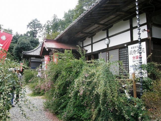 季節ががらりと変わり、秋風が吹き始めて歩くのには絶好の季節となり、迷わず長瀞の七草寺を歩いてめぐることに・・。<br />コース沿いには、今が盛りの秋の果物や秋の草花を楽しみながら歩くことができました。<br /><br />秋の七草とは尾花・葛・萩・藤袴・桔梗・女郎花・撫子であり、この順で巡りましたので寺毎に旅行記を作成したいと思います。<br /><br />長瀞・秋の七草寺めぐり<br /> ①尾花(ススキ)道光寺<br /> ②葛・遍照寺<br />★③萩・洞昌院<br /> ④桔梗・多宝寺<br /> ⑤藤袴・法善寺<br /> ⑥女郎花・真性寺<br /> ⑦撫子・不動寺