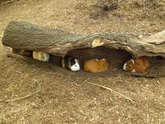 上野東京国立博物館から上野動物園へ♪