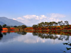 2011 津屋川堤防の彼岸花 