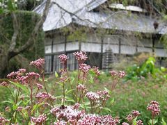 長瀞・秋の七草寺めぐり・・・⑤藤袴・法善寺