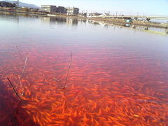 金魚のまち　大和郡山