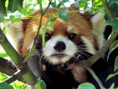 秋のレッサーパンダ紀行【２】　神戸市立王子動物園