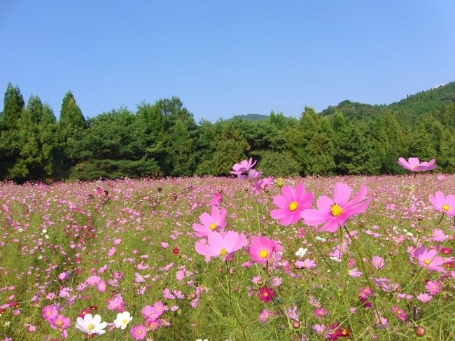 ３連休の初日は気持ちのいい晴天で行楽日和(^^)<br />こんな日には秋を感じるおでかけをしてみたい(*^_^*)<br /><br />だから「とよのコスモスの里」にて秋を感じて来ました♪<br /><br />こんなに一面に咲いているコスモス畑は初めて行きました。<br />関西ではこちらのコスモスの見頃は早めですっかり見頃です。<br /><br />自然豊かな山あいに咲き乱れるコスモスに癒されました(^^)/<br />風にふわふわ揺れてかわいい花々でした☆