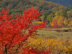 東北旅行記　2011秋 (11)　八幡平～八甲田、紅葉絶頂期の走り抜け記録