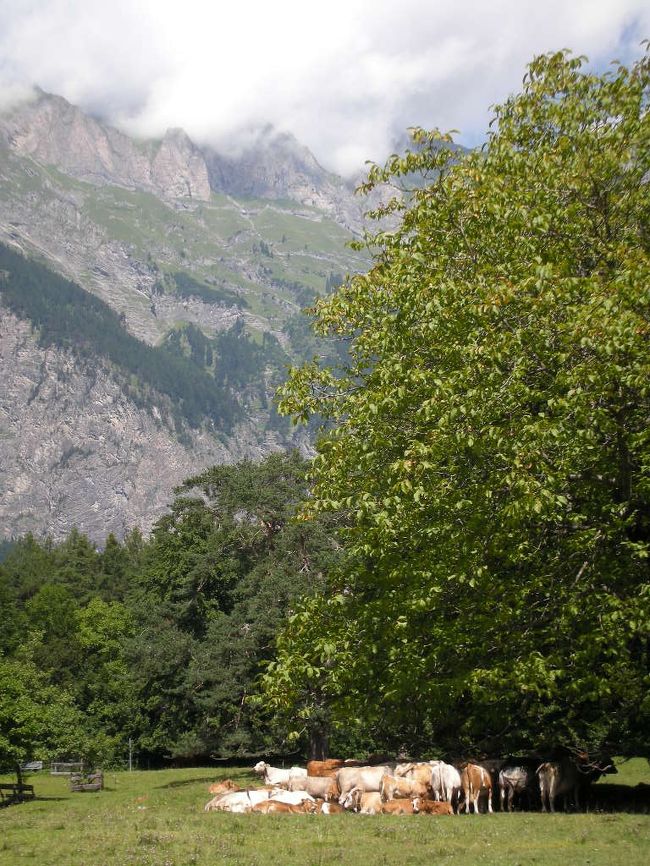 スイスの玄関口であるチューリヒから鉄道で1時間強、グラウビュンデン州にあるマイエンフェルトを訪れました。ここは、ヨハンナ・シュピリが1世紀以上も前に生んだ児童文学小説「ハイジ」の舞台である小さな村です。<br />★葡萄畑が広がる雄大なアルプスの麓の村<br />★ハイジハウス、ハイジの泉を通るルート、村周辺の見どころをハイキング