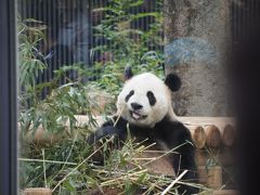 上野動物園でツチブタを見るつもりがパンダ見学に