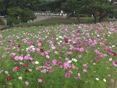 いろいろな花がいっぱい～海浜の花々～