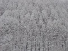 北海道旅行（２０１０年冬）：函館～札幌