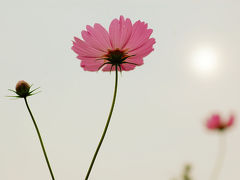 「台風の影響、やっぱりあったかな？」と思った昭和記念公園【花編】