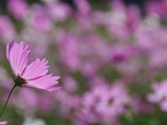 昭和記念公園～ちょっと早めの今年の秋桜2011～