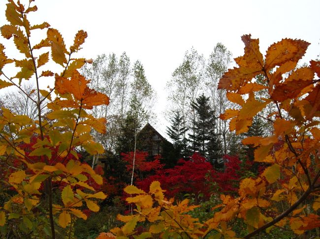 9月末に行った層雲峡の紅葉はちょっと早かったので、<br /><br />絶対見頃の2011年紅葉を見たい!と言う気持ちが爆発して、<br /><br />天気と見頃情報を確認しながら１０/14に決行～♪<br /><br />朝８：００出発～夕方４：００帰宅<br /><br />8時間のニセコ紅葉旅行、、、満足!満足!<br /><br />　　　　<br />　　　　とっても綺麗だったわぁ―――――＼(^o^)／<br /><br /><br />あれも、これも、、、、と、写真が多くなってしまいました(^_^;)<br /><br /><br /><br />＊写真はニセコさかもと公園<br /><br /><br />