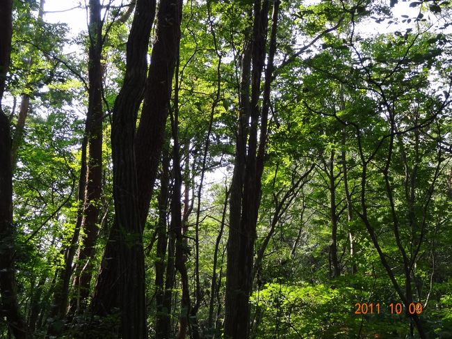 家のベランダから南にいつも見えている讃岐山脈のひとつ“大滝山”。標高：９４６ｍ、讃岐山脈最高峰の竜王山、大川山につぐ高さ。いつも南の山々を眺めながら登ってみたい！と、いつも思っていたところ、念願叶って行って来ました!!<br />国道193号線から塩江に入り、しおのえ道の駅分岐を奥の湯温泉方面7号線に向かって山道を車で進み、次の分岐 県道153号線に進むと“大滝大川県立自然公園センター”が見えて来ます。<br />その辺一帯がすでにキャンプ場になっていて、私達はキャンプ場に車を停めて、そこから一番近い【苫尾口】から登山を開始しました。<br />(-_-)何で苫尾口からにしたかは・・・・・<br />最初は【ウドン谷口】から登る予定にしていたのですが・・(-_-;)<br />【ウドン谷口】←←⇒⇒【うどん谷口】＝⇒【うどん屋谷口】って<br />勝手に思い込んでしまい、いくら車で走っても うどん屋の“うどん 谷口”が見つからず、こんな山の中で“うどん屋”しても流行らないから潰れたんじゃない？・・って会話を平然としていた訳です。<br />それでいくら探しても“うどん屋”がないので、元のキャンプ場に戻り、時間のロスを取り戻すためにも一番近い登山口から山に入って行ったのです。まッ、苫尾口にもちゃんと案内板があるので大丈夫と思いました。<br />それにしても【ウドン谷口】が“うどん屋”でない事が分かったのは帰りの下山途中で、それまでず〜〜っとそう思っていた訳です。<br />【ウドン谷　口】。。。。もう間違えません!!<br />自分でもイヤ私達夫婦・・・恥ずかしい〜〜(~_~;)<br /><br />※こんな間違いをするのは、私達だけなんでしょうか？