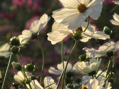 青空が戻った秋晴れのコスモス日和の昭和記念公園（2）今年はワイルドだったコスモスの花の丘