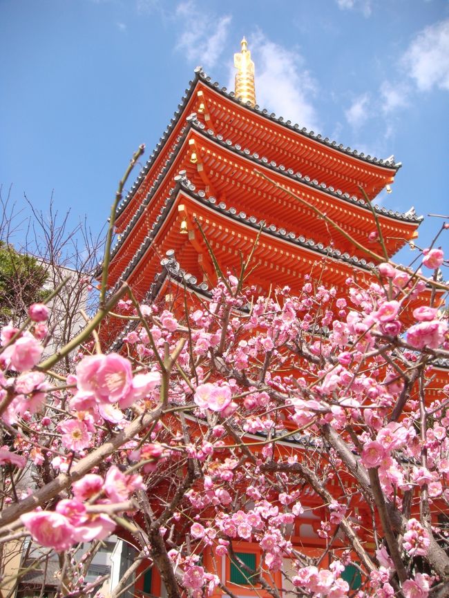 　<br />桜にはまだ早い３月、梅が咲き始めています。<br /><br />太宰府の梅を見に、福岡に行ってきました。<br /><br />能古島の菜の花も咲いているようです。<br /><br />一足早い春を見つけに旅にでました。<br /><br />　