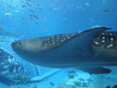 day4-5 美ら海水族館とさよなら沖縄！ [11' 0歳の赤ちゃんと行く沖縄本島]