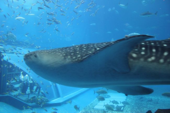 day4-5 美ら海水族館とさよなら沖縄！ [11' 0歳の赤ちゃんと行く沖縄本島]