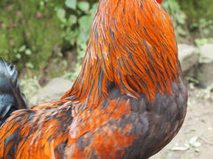 ナガルコットからのミニトレッキング、たくさんの動物