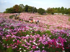 10月中旬の昭和記念公園2011　見頃のコスモスの丘