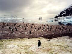 南極物語 vol.4 ＜ペンギンに叩かれた日 in Cuverville Island＞