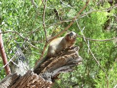 2011年　アメリカ旅行記　前半は　グランドサークルとデスバレー　２０００マイルドライブ　No.1　ZION　NP