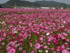 「２０１１　しかた東コスモスまつり」