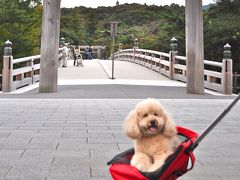 しょーきちさん 伊勢路を行くー伊勢エビ付