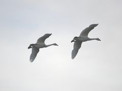 白鳥と雁の飛来地・福島潟（新潟市）へ