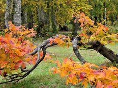 東北の紅葉 in 2011 　４　乳頭温泉