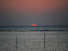 冬の沖縄、犬日和。 2日目（夕方）