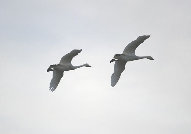 白鳥が既に飛来しているとのことで、福島潟へ。<br />青森市に住んでいるときに、白鳥は何度も見ていたけれど、<br />飛来時期は2月・3月だったので、10月に新潟に飛来しているとは、<br />知らなかった。<br /><br />行ってみると白鳥は水田に多く見られた。<br />てっきり水辺にいるものと思っていたのでこれにもオドロキ。<br /><br />行った時刻が夕刻だったので、移動する白鳥も多かった。<br />他に、雁と思われる鳥も福島潟にはいました。