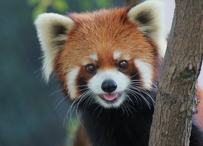 動物の赤ちゃんに会おう 再び王子動物園のほほん記 御影 灘 兵庫県 の旅行記 ブログ By Shimahukurouさん フォートラベル 動物の赤ちゃんに会おう 再び王子動物園のほほん記 御影 灘 兵庫県 の旅行記 ブログ By Shimahukurouさん フォートラベル