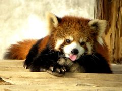 秋のレッサーパンダ紀行【３】　みさき公園　 人気双子レッサー　光光くん＆風風くん