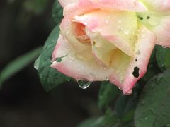 雨上がりのバラとコスモス＆森の智光山公園（2）滴のクリスタル・ジュエリーをまとった秋バラ