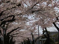 子供とお出かけHOKKAIDO(３)函館で桜を見よう