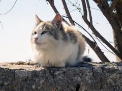 たっぷり世界遺産のマルタ共和国＆オマケのドバイ