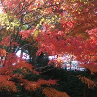 京都紅葉めぐり！