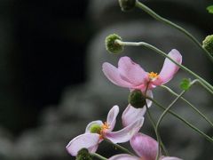 京都　秋の花めぐり～善峯寺の秋明菊
