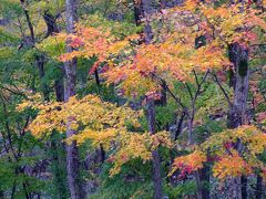 [新]奥の太道　-追いかけて紅葉：十和田湖ルート２０１１-