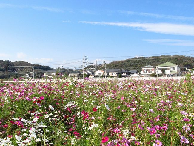 もう何回か旅行記にも書きましたが、月に一回程ピアノのレッスンのために大船を訪れています。<br />普段は午前中レッスンしてすぐに東京に戻り、仕事というパターンが多いのですが、たまにお休みの日にレッスン入れてもらって、午後からはプチ旅ということもあります。<br /><br />しかし今回は…。<br />26日の午前中レッスンで午後は仕事というのは通常通りなのですが、なんと前日25日はお休みの日。<br />これはもうプチ旅の血が騒ぎまする。<br /><br />かねてより『隠れキリシタン』に興味を持っている私は、大磯にある澤田美喜記念館というところに澤田美喜女史が集めた隠れキリシタンの資料が多く展示されていると知り、行ってみたいと思っていたのです。<br /><br />さらにネットで調べると大磯と大船の間にある平塚にはビジネスホテルがたくさん有り、かなりお安い値段で泊まれることも判明。<br />さっそくその中でも極めて安かった『ホテルリブマックス平塚駅前』というところに予約を入れ、25<br />日は大磯ぶらり旅の後平塚で宿泊、翌日大船に向かうという旅程を立てたのでありました。<br /><br />しかし、行きたかった澤田美喜記念館は予約制ということですが、あまりにも情報が少なく個人での予約を受け入れてるのか分からなかったり、うだうだしているうちに予約の電話を入れられず…。<br /><br />それでもせっかく大磯についていろいろ調べたので、予定通り出かけてみることにしました。<br /><br />10月にしてはものすごく暑く、夏日を記録した25日。<br />半袖でも歩き回ると汗だくでしたが、お天気も良く気持ちよく散策することができました。