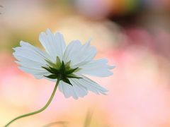 奈良　秋の花めぐり～般若寺のコスモス